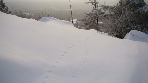 Photo from Snowshoe camping, Killarney Provincial Park