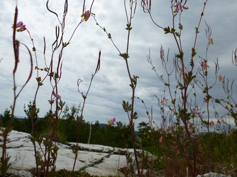 Photo from Canoeing & Hike, Killarney Provincial Park