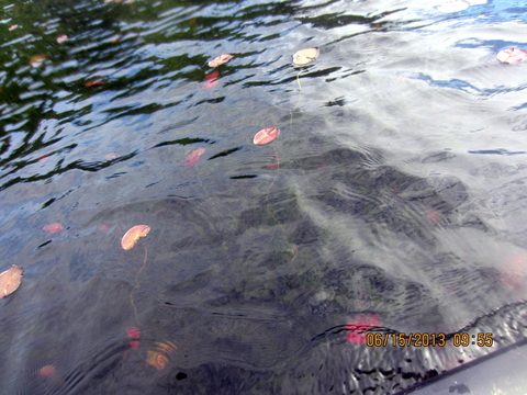 Photo from Canoeing & Hike, Killarney Provincial Park