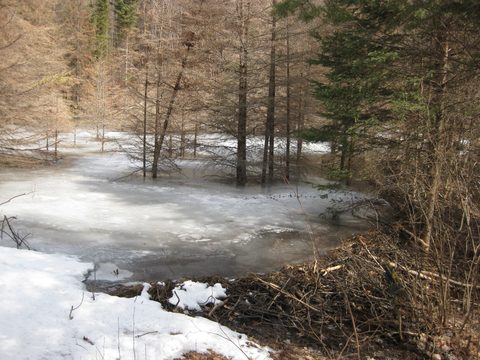 Behind a beaver dam a short distance from the trailhead