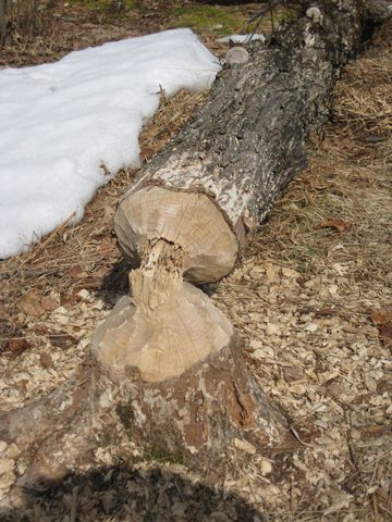Evidence of the busy beavers
