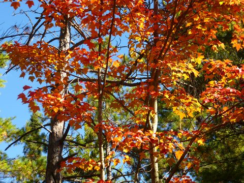 Photo from Trekking with Chev ~ Return to Bon Echo~ A backpacking Adventure