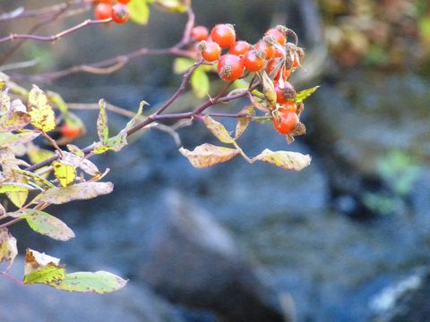 Photo from Trekking with Chev ~ Return to Bon Echo~ A backpacking Adventure