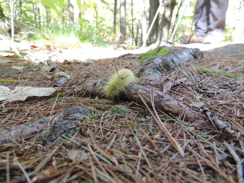 Photo from Trekking with Chev ~ Return to Bon Echo~ A backpacking Adventure