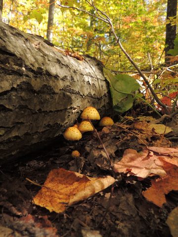 Photo from Trekking with Chev ~ Return to Bon Echo~ A backpacking Adventure