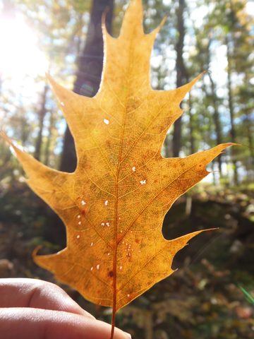 Photo from Trekking with Chev ~ Return to Bon Echo~ A backpacking Adventure
