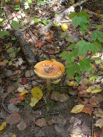 Photo from Trekking with Chev ~ Return to Bon Echo~ A backpacking Adventure