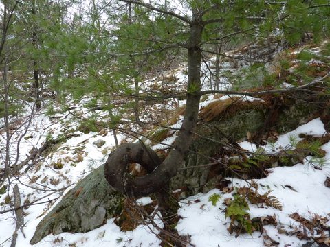 Photo from Exploring Killarney Provincial Park