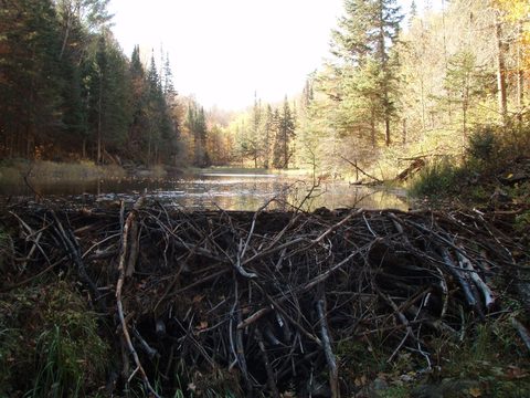 Photo from Three day trip in Algonquin Provincial Park