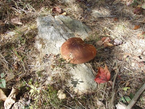Photo from Three day trip in Algonquin Provincial Park