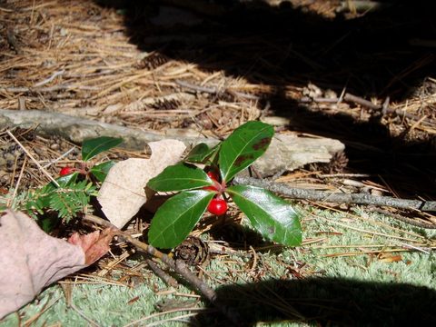 Photo from Three day trip in Algonquin Provincial Park