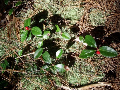 Photo from Three day trip in Algonquin Provincial Park
