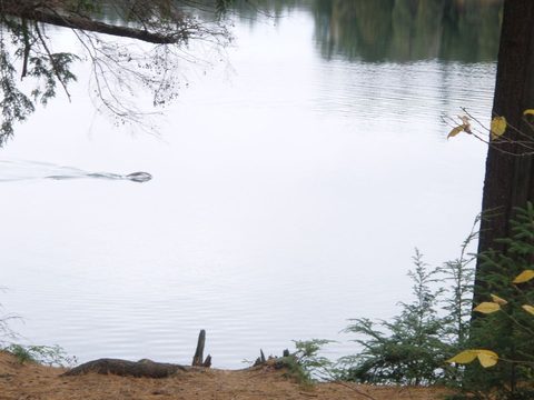 Photo from Three day trip in Algonquin Provincial Park