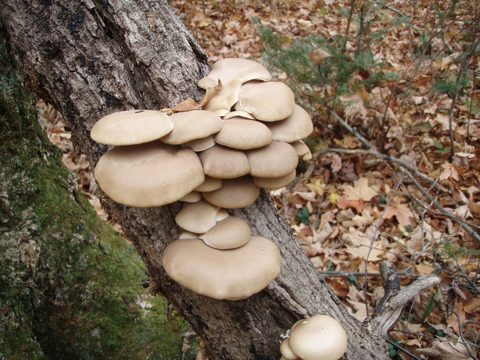 Photo from Three day trip in Algonquin Provincial Park