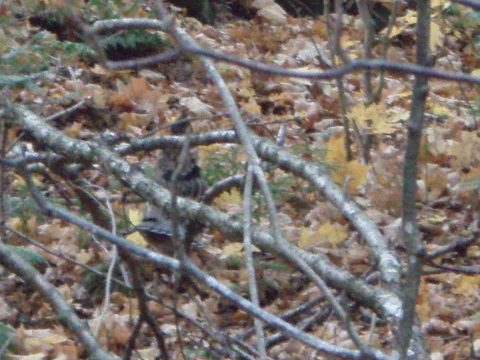 Photo from Three day trip in Algonquin Provincial Park