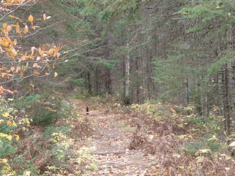 Photo from Three day trip in Algonquin Provincial Park