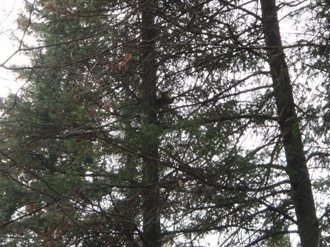 Photo from Three day trip in Algonquin Provincial Park