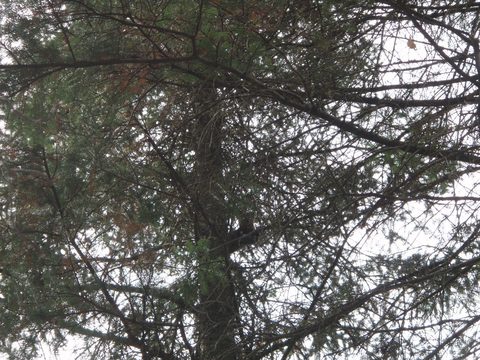 Photo from Three day trip in Algonquin Provincial Park