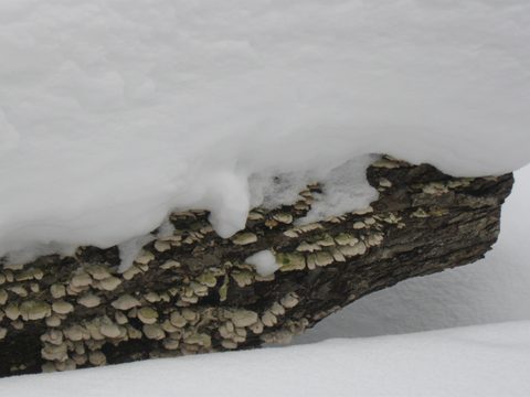 Photo from Snowshoe Camping, Guskewa Lake, Algonquin