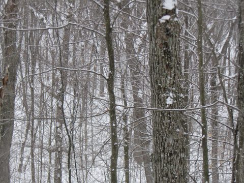 Photo from Snowshoe Camping, Guskewa Lake, Algonquin