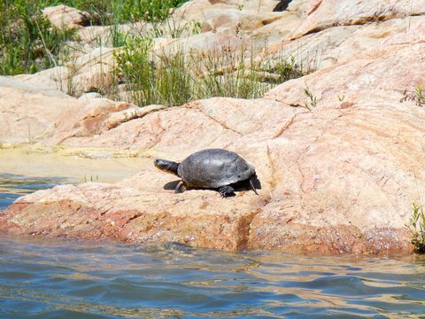 Photo from Sea Kayaking, Philip Edward Island, Killarney