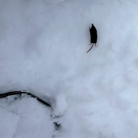 We saw this little guy on the trail. Maybe a mole?
