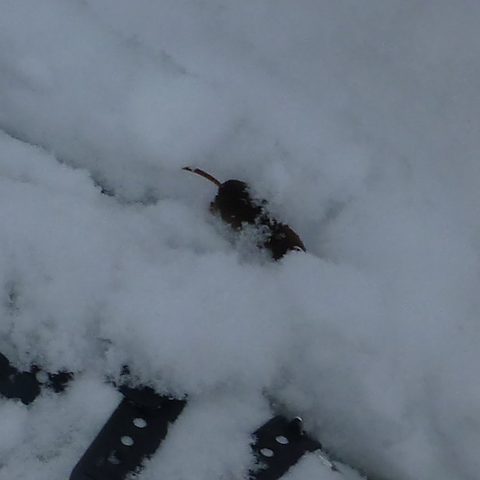 Photo from Beginners Winter Backpacking Course