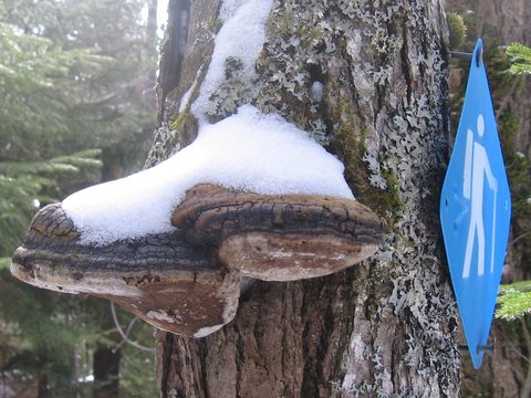 Photo from Winter Backpacking Trip 3.0, Algonquin Park, Snow Structures