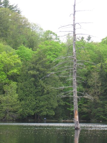 Photo from Victoria weekend Canoe Trip