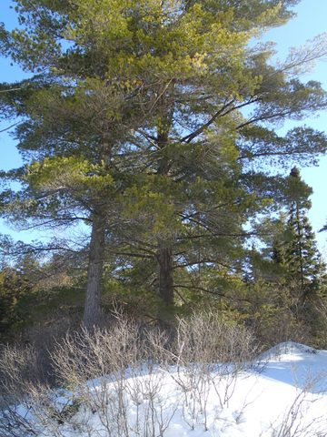 Photo from Snowshoe Camping, Guskewau Lake, Algonquin 2.0