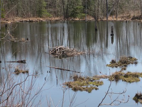 Beaver castle