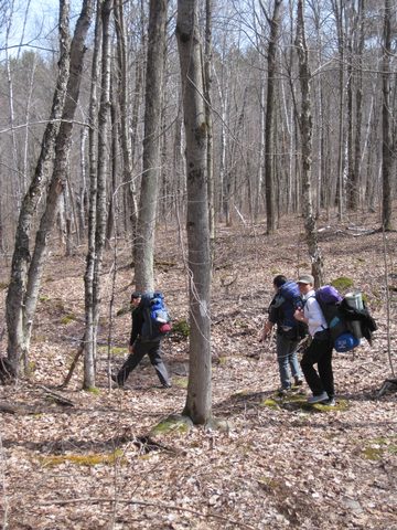 No leaves in late April yet