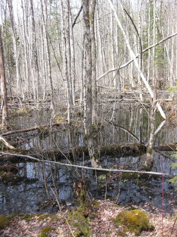 A bit boggy in spots