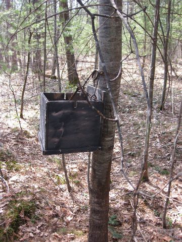 Traps for nasty critters