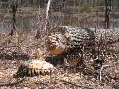 Beaver big tree chomping