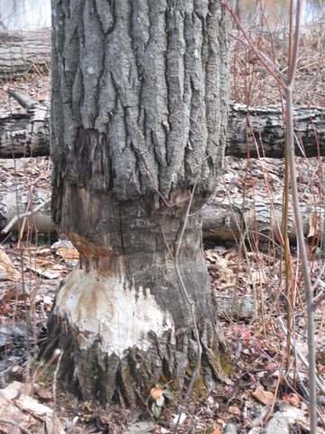 Beavers not done with felling this tree
