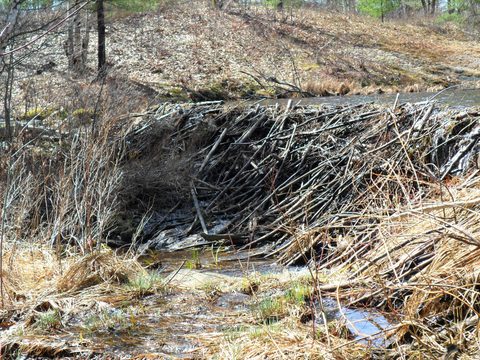 Photo from Backpacking on the Ganaraska Trail - Wilderness Section