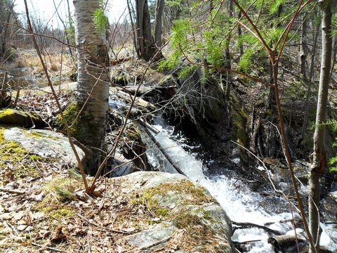 Photo from Backpacking on the Ganaraska Trail - Wilderness Section