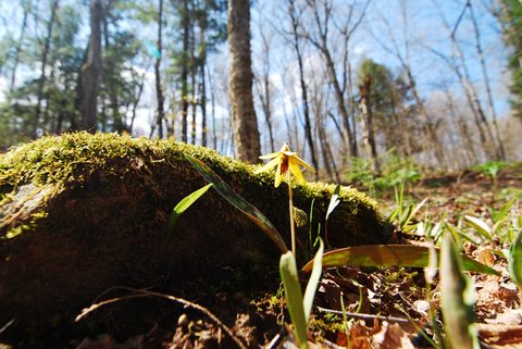 Photo from Canoeing, Biggar Lake, Algonquin