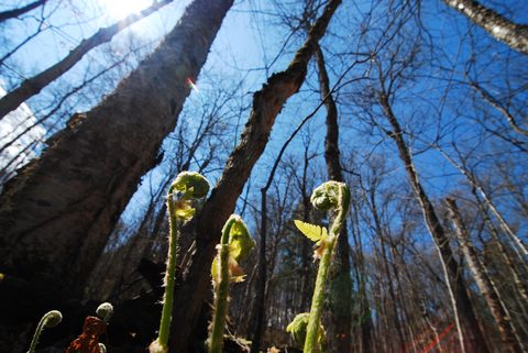 Photo from Canoeing, Biggar Lake, Algonquin
