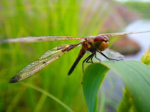Photo from Kayaking, Massasauga Provincial, Georgian Bay