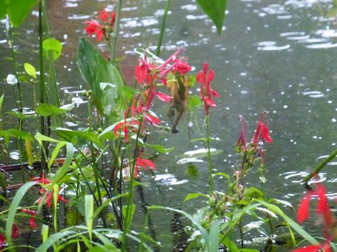 Photo from Trekking with Chev ~ Return to Bon Echo~ A backpacking Adventure