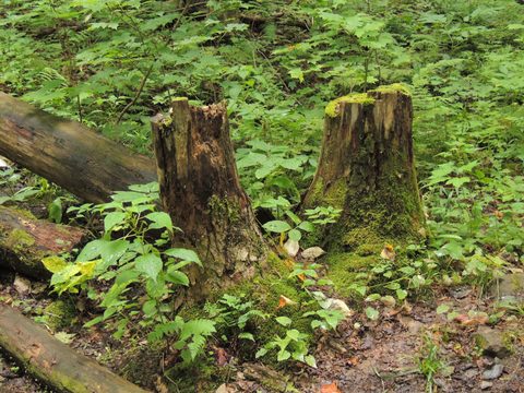 Photo from Trekking with Chev ~ Return to Bon Echo~ A backpacking Adventure