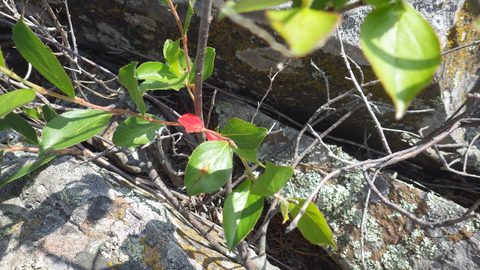 Photo from Kayaking, Lone Tree Island, Georgian Bay