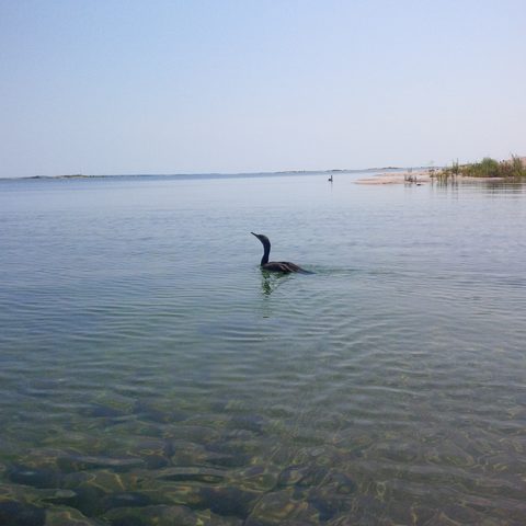 Photo from Kayaking, Franklin, Mink, and McCoy Islands