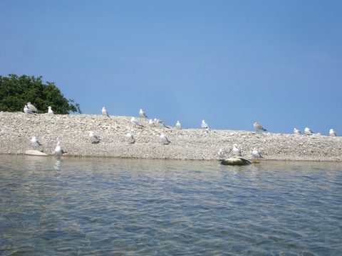Photo from Kayaking, Franklin, Mink, and McCoy Islands