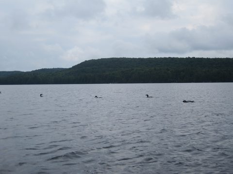 Photo from Algonquin park backcountry canoe camping trip