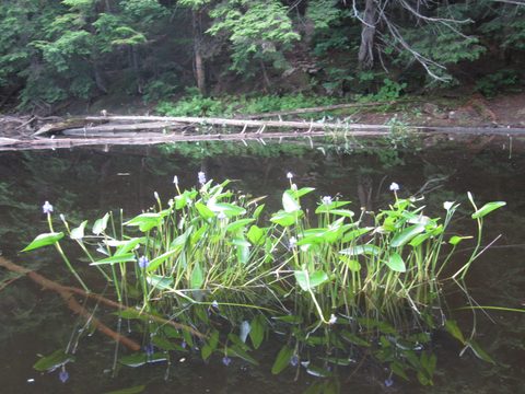 Photo from Algonquin park backcountry canoe camping trip