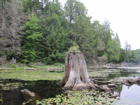 Photo from Algonquin park backcountry canoe camping trip