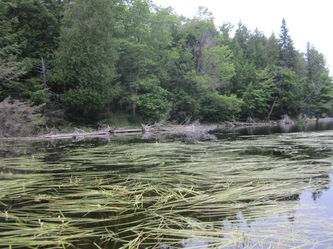 Photo from Algonquin park backcountry canoe camping trip
